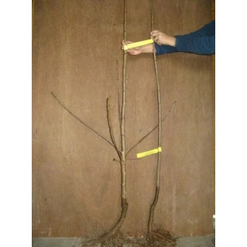 WIŚNIA NORTH STAR bardzo smaczna - sadzonki 60 / 90 cm